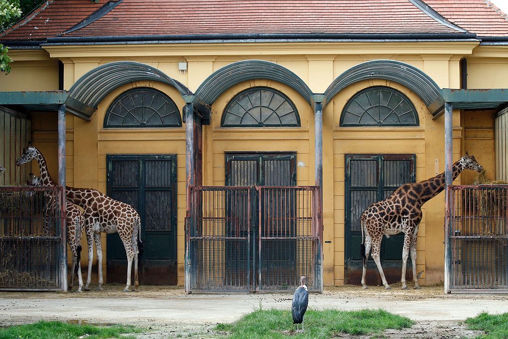 Pavillon des girafes