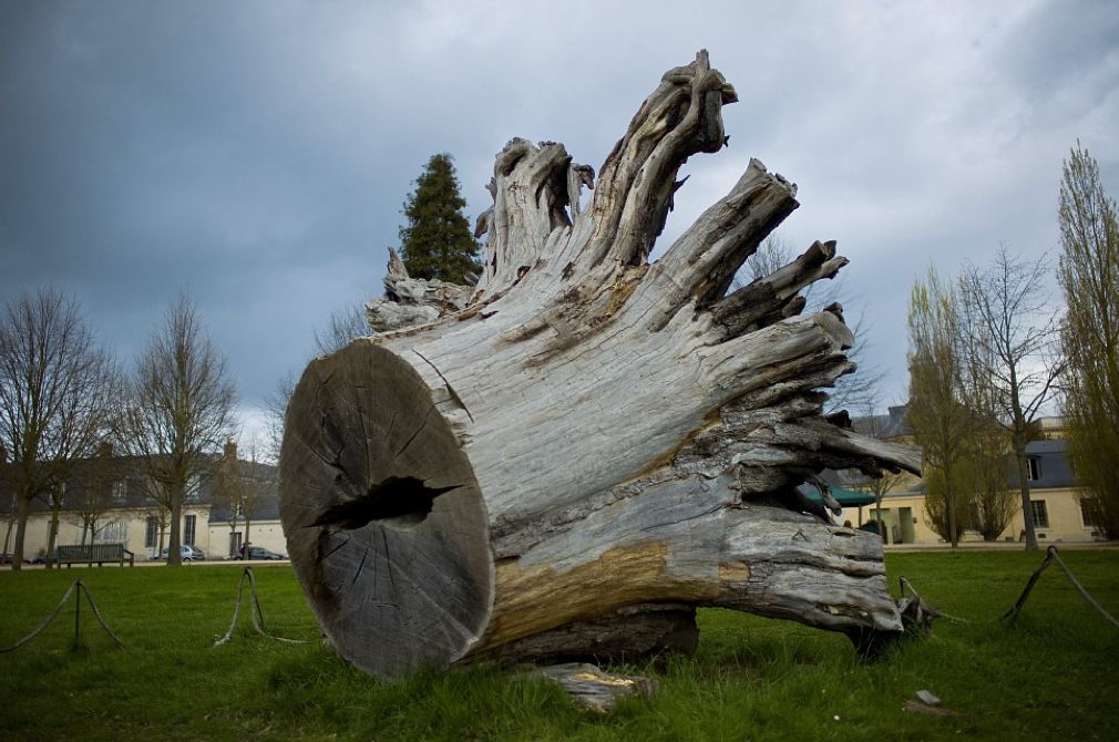 Chêne tricentenaire abattu lors de la tempête de 1999
