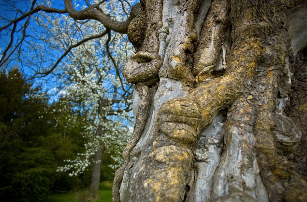 Catalpa