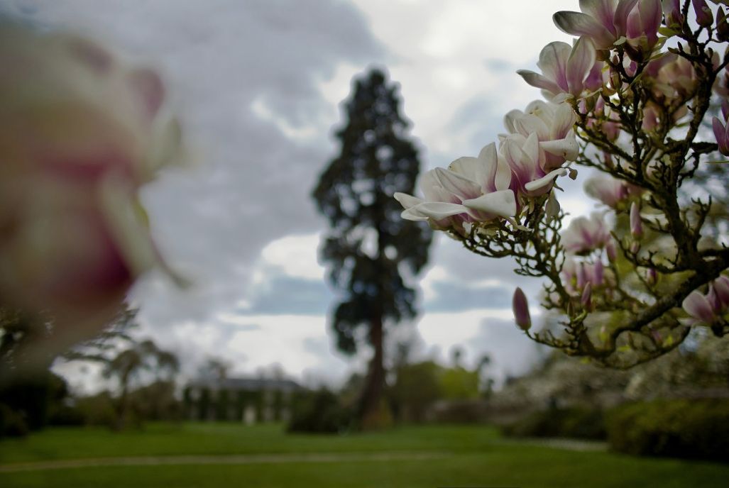 Entre les magnolias, le Sequoia Geant plante en 187